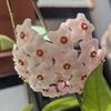 liliab007